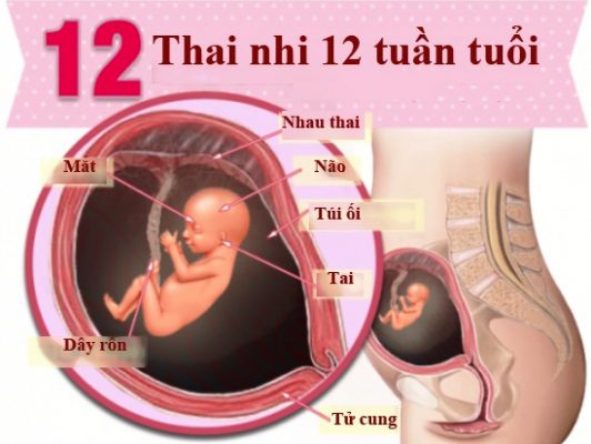 Thai 12 tuần phát triển như thế nào?